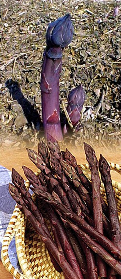 Purple Passion Asparagus 25 Roots - Heirloom/No GMOs