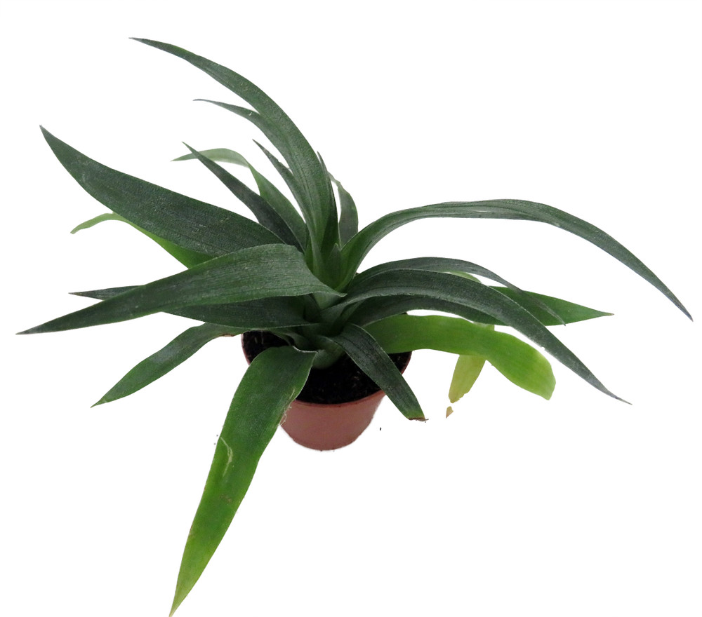 Pineapple Plant - Ananas comosus - Great Indoors/Out - 2.5" Pot