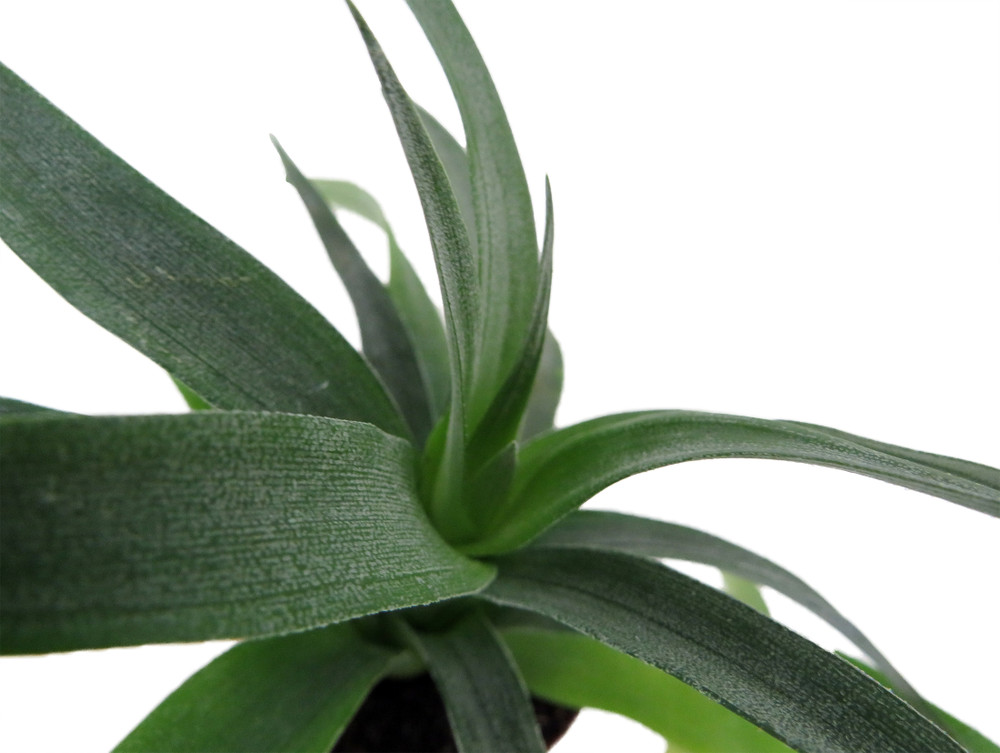 Pineapple Plant - Ananas comosus - Great Indoors/Out - 2.5" Pot
