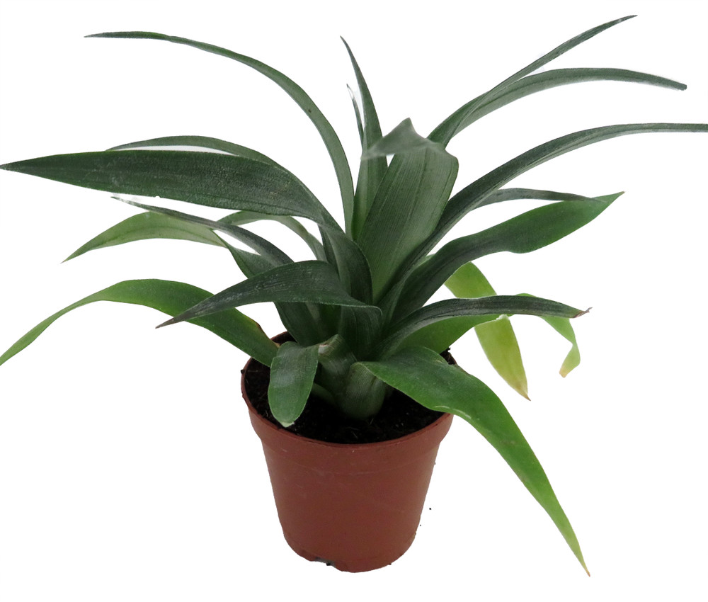 Pineapple Plant - Ananas comosus - Great Indoors/Out - 2.5" Pot