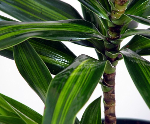 Song of Jamaica Exotic House Plant- 6" Pot