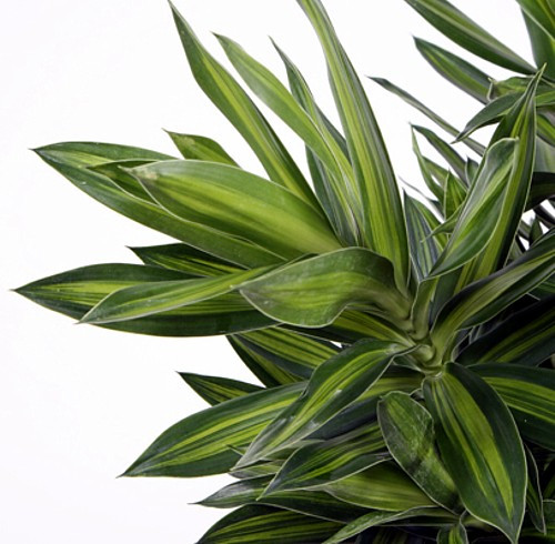 Song of Jamaica Exotic House Plant- 6" Pot