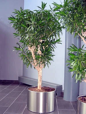 Song of Jamaica Exotic House Plant- 6" Pot