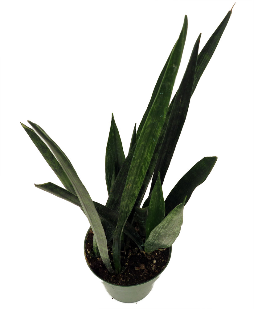 Snakeskin Snake Plant - Sansevieria - 6" Pot