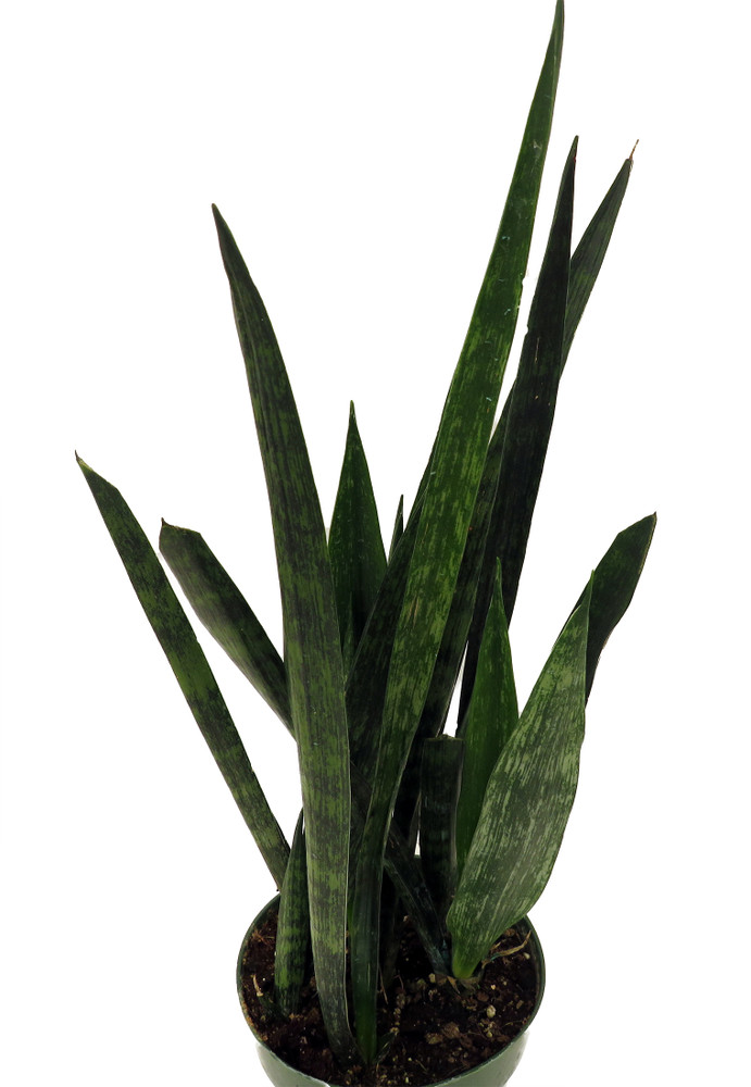 Snakeskin Snake Plant - Sansevieria - 6" Pot
