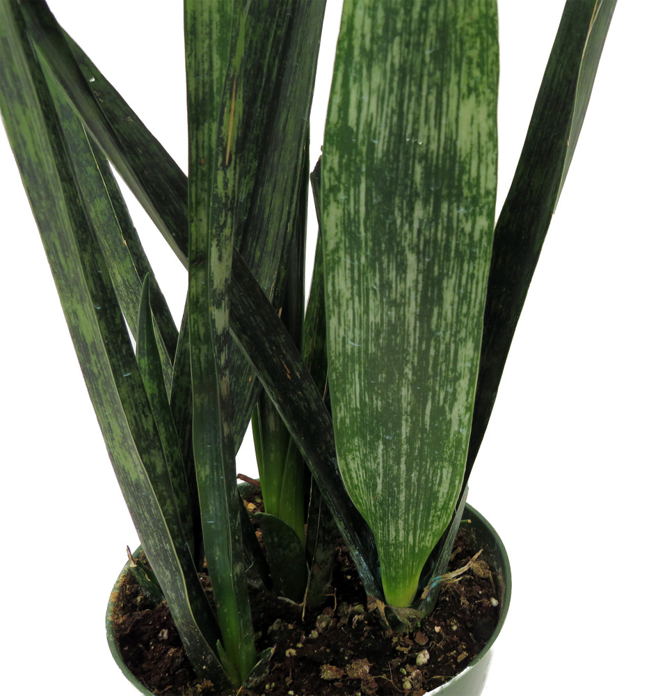 Snakeskin Snake Plant - Sansevieria - 6" Pot