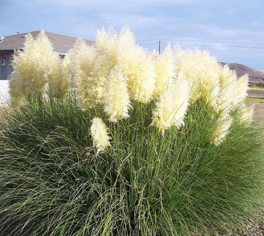 8 White Pampas Grass Plants - Cortaderia selloana - 2.5" Pots