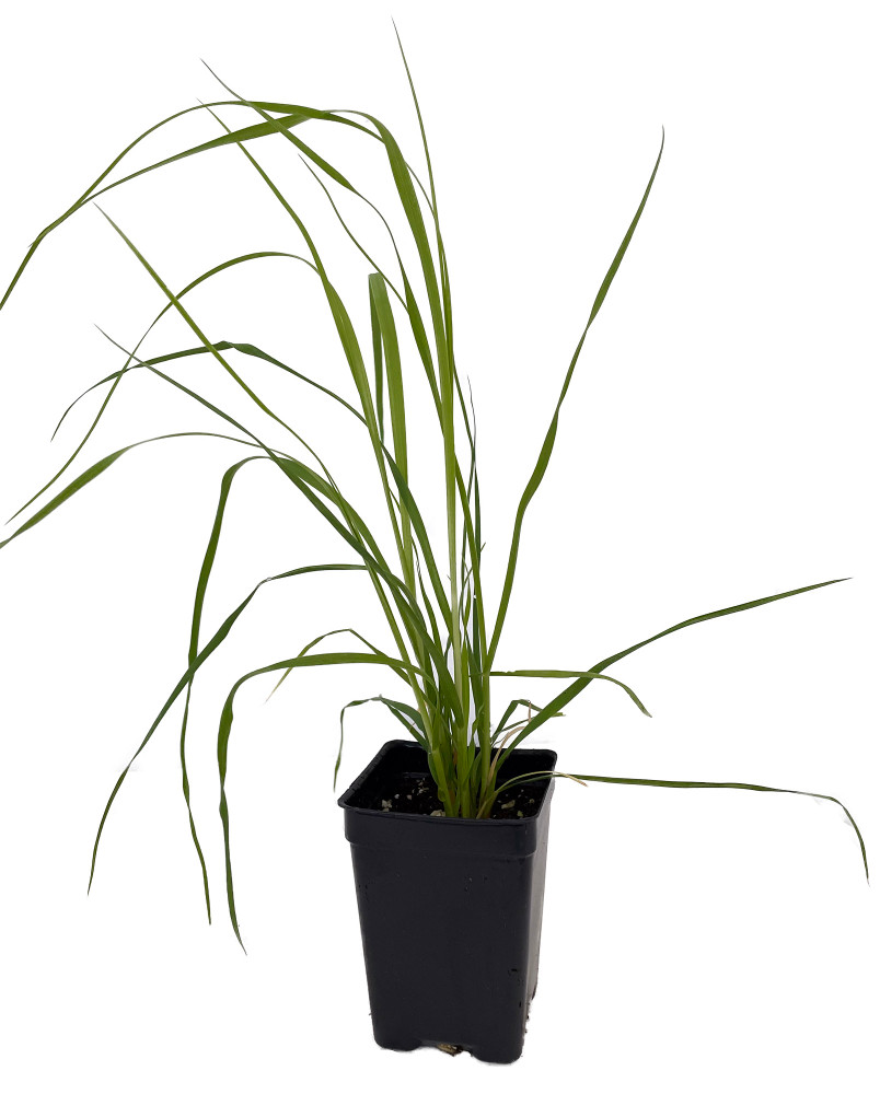 White Pampas Grass Plant - Cortaderia selloana - 2.5" Pot