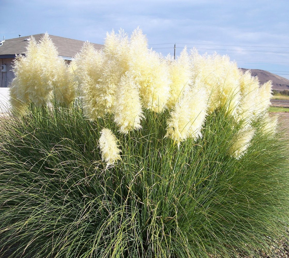 25 White Pampas Grass Plants - Cortaderia selloana - 2.5" Pot