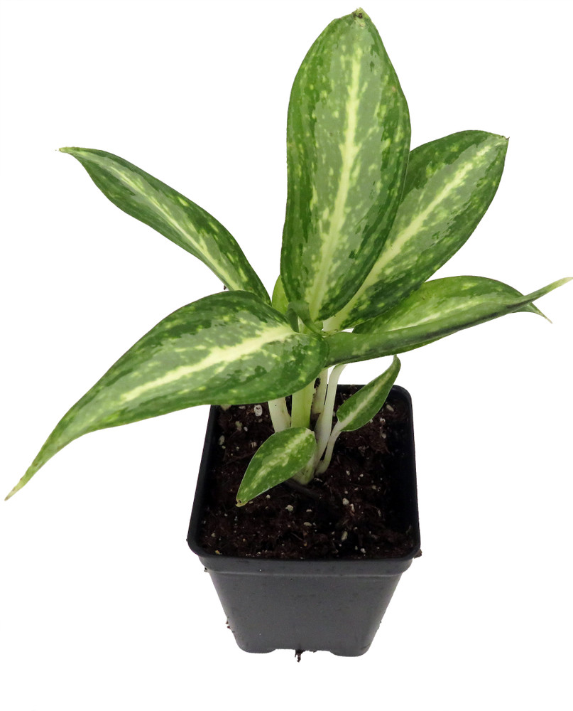 White Rain Chinese Evergreen Plant - Aglaonema - Low Light - 2.5" Pot