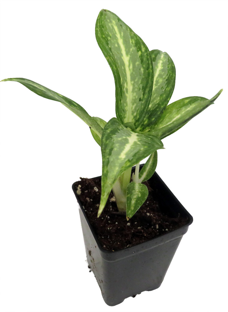 White Rain Chinese Evergreen Plant - Aglaonema - Low Light - 2.5" Pot