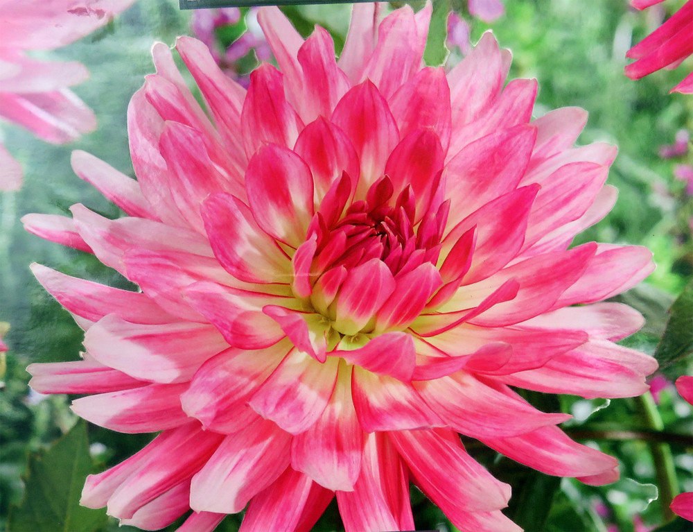 Mingus Julie Dahlia - Cactus Dahlia - 2 bulbs