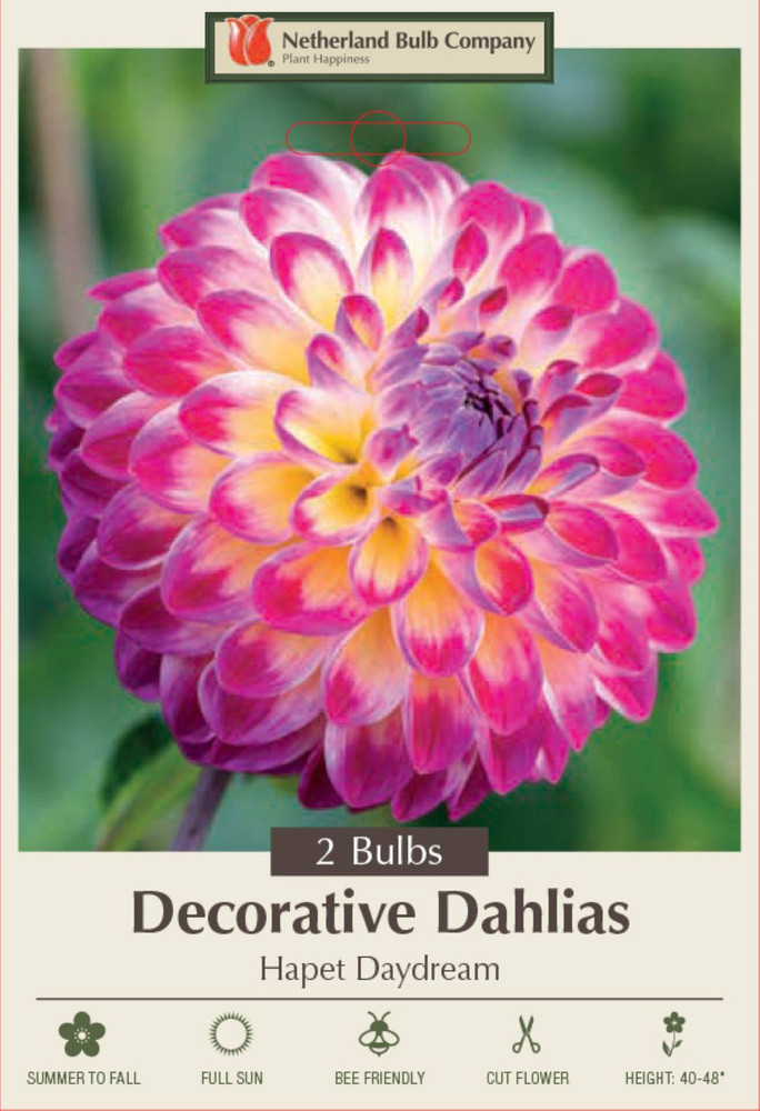 Hapet Daydream Dahlia - Decorative Flower - 2 bulbs