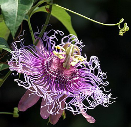 Incense Inspiration Passion Flower - Passiflora - Indoors/Out! - 4" Pot