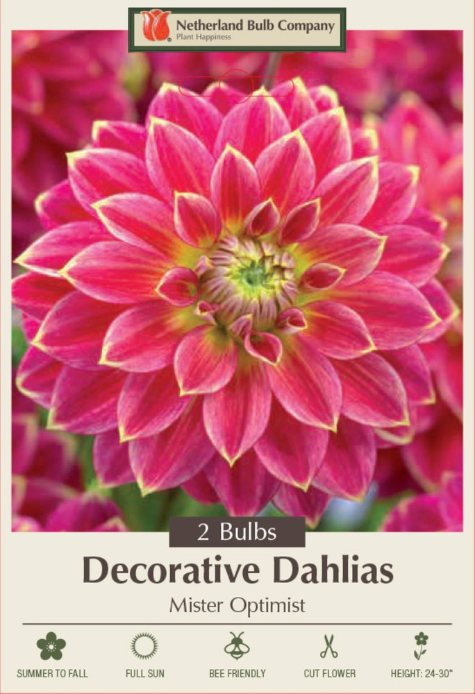 Mister Optimist Dahlia - Decorative Flower - 2 bulbs