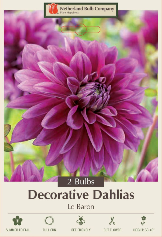 Le Baron Dahlia - Decorative Flower - 2 bulbs