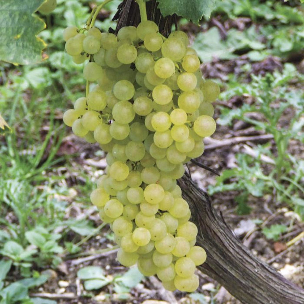 Himrod Green Grape Vine Plant - 1 Year Plant - No Shipping to Washington State or Oregon
