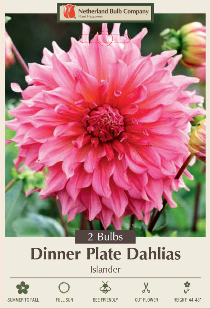 Islander Dinnerplate Dahlia - 2 Root Clumps