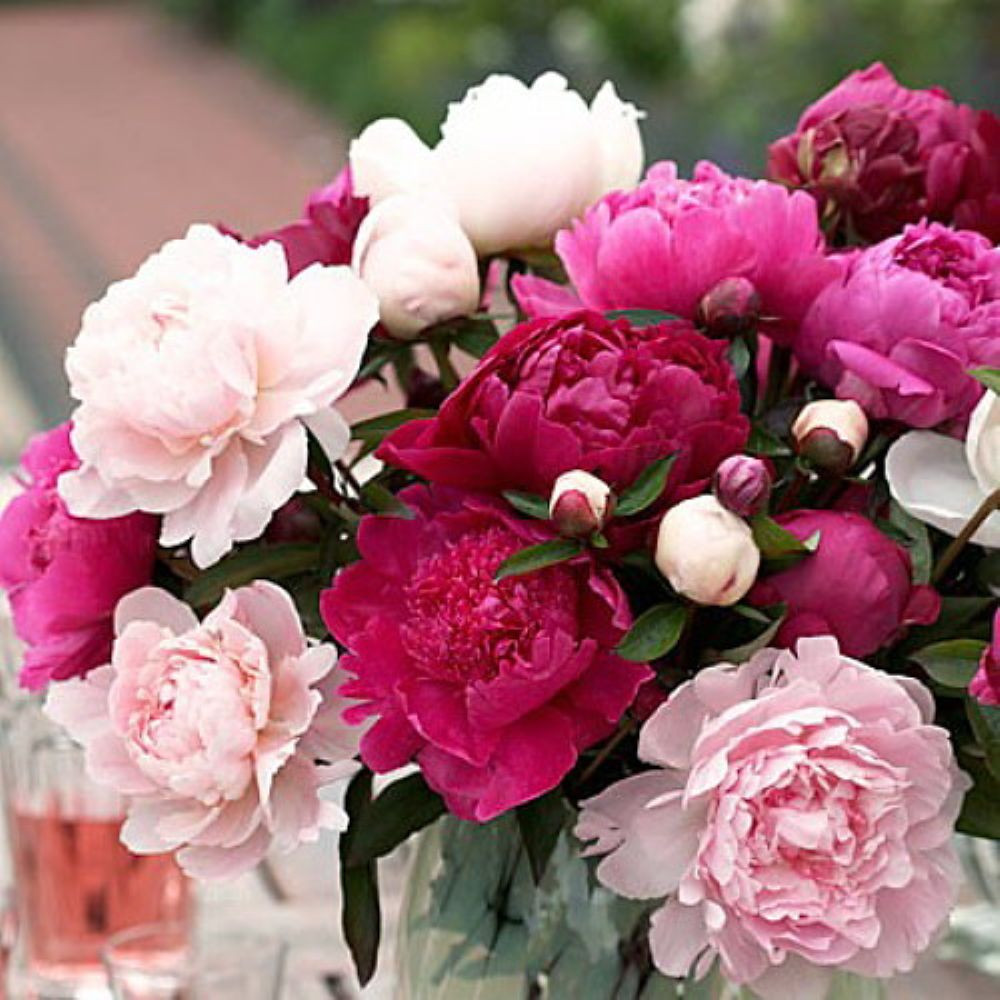 'Cotton Candy' Double Peony Mix - Fragrant - 2/3 eyes - 3 Roots