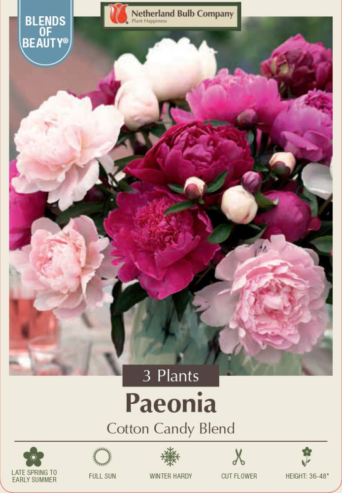 'Cotton Candy' Double Peony Mix - Fragrant - 2/3 eyes - 3 Roots