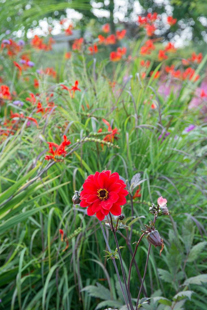 Bishop of Llandaff Dahlia - 1 Root Clump