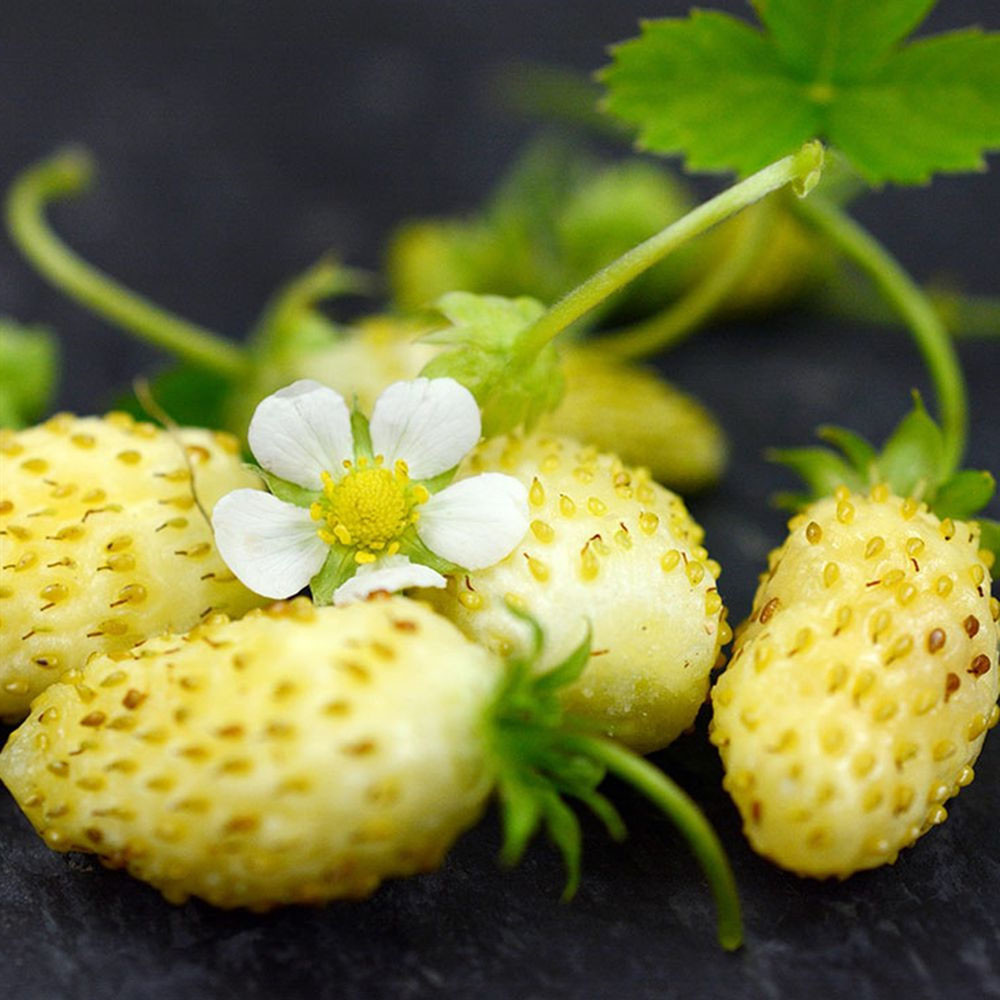 Yellow Wonder™ Alpine Strawberry - 8 Plants - Fragaria - Everbearing