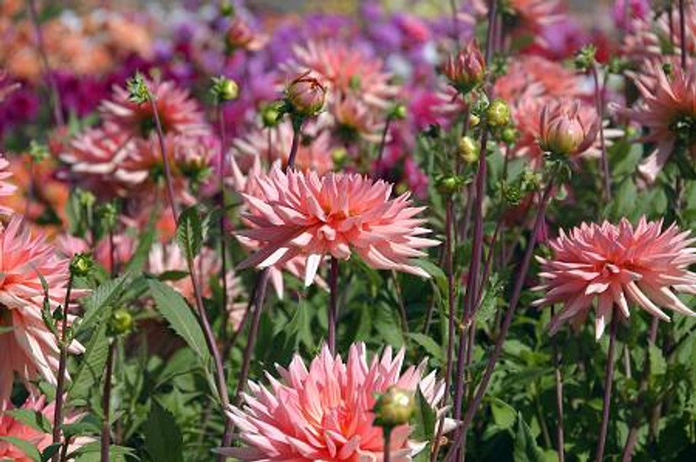Preference Dahlia Cactus- 1 Root Clump - Hirt's Gardens