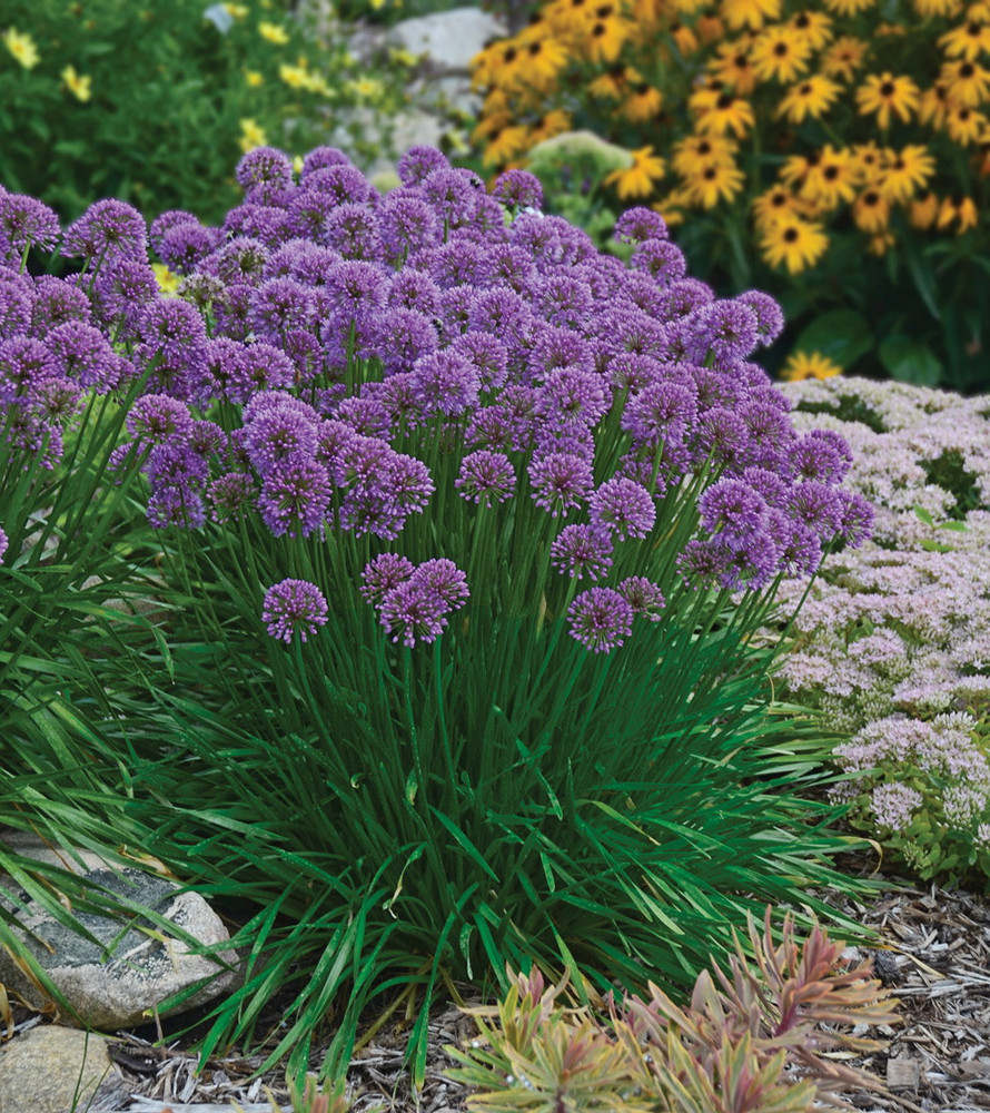 Millenium Flowering Onion - Allium - 2.5" Pot