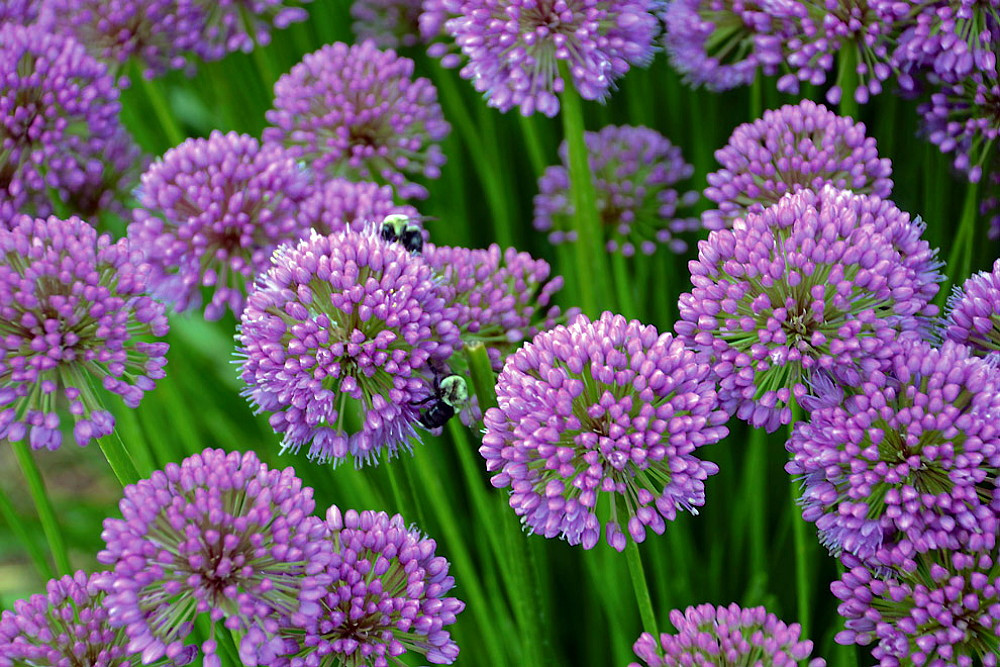 Millenium Flowering Onion - Allium - 2.5" Pot