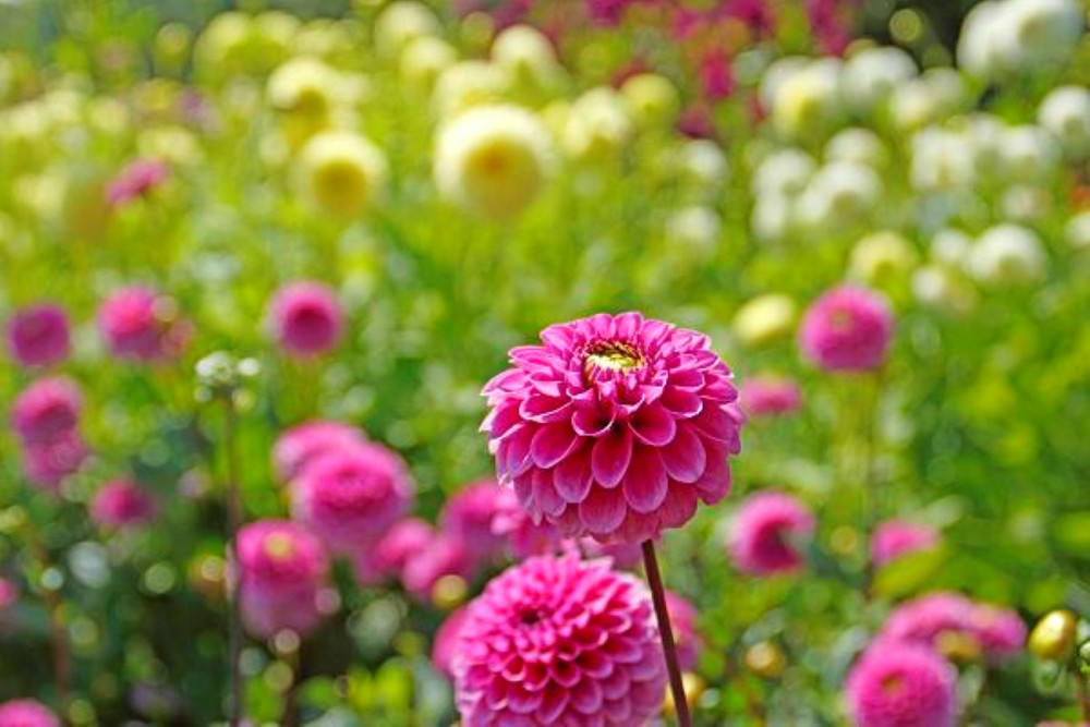 Happy Hour Ball Flowering Dahlia - 1 Top Size Root Clump