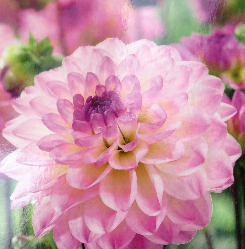 El Paso - Decorative Flower - #1 Size Root Clump