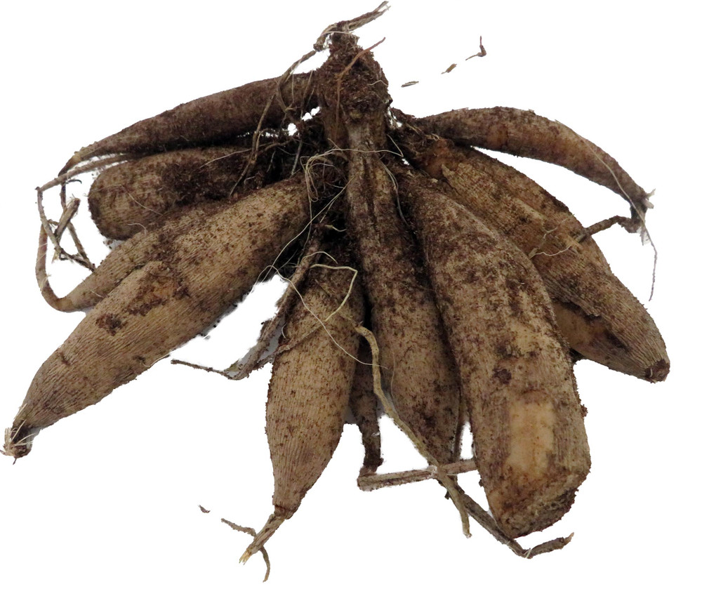 El Paso - Decorative Flower - #1 Size Root Clump