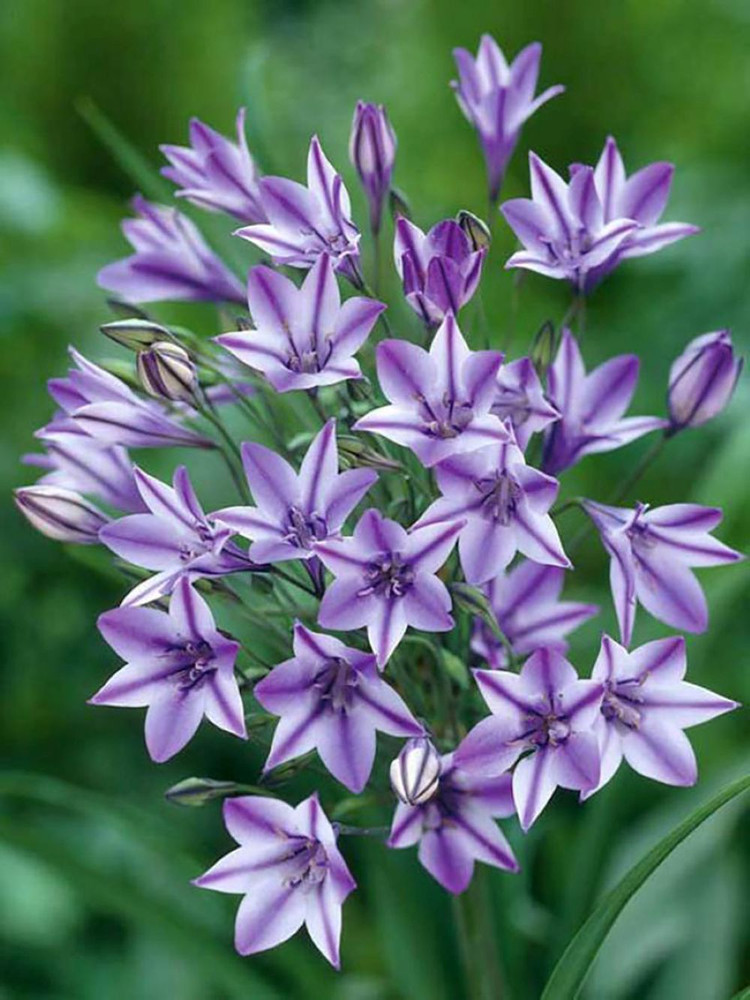 Triteleia Rudy - 10 Bulbs - 5/+ cm Bulbs - Starflowers