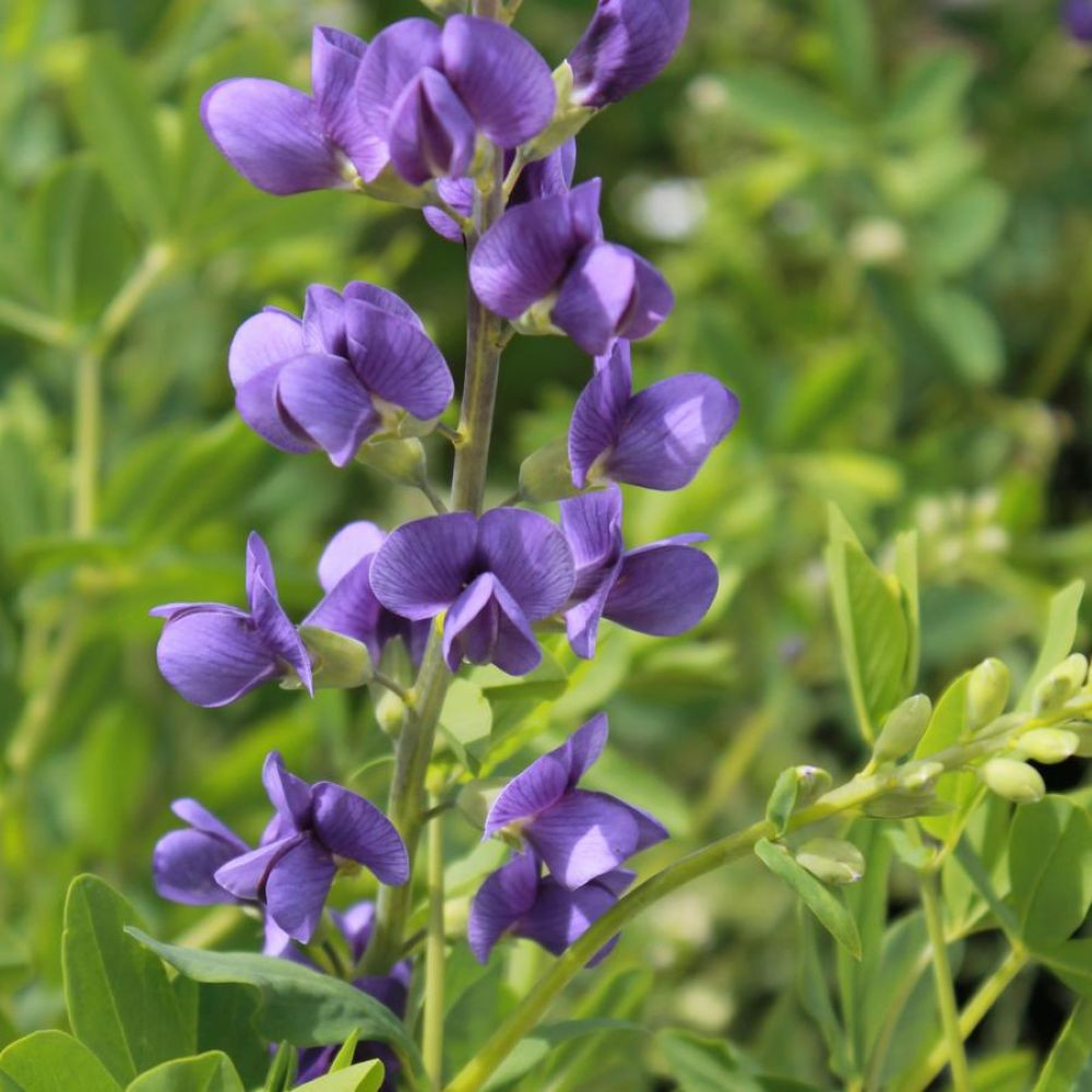Indigo Blue Perennial - Baptisia australis - 2.5" Pot