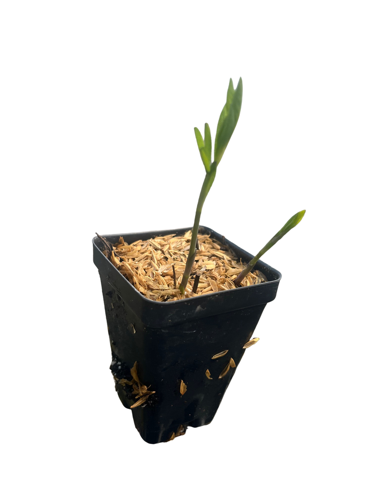 Indigo Blue Perennial - Baptisia australis - 2.5" Pot