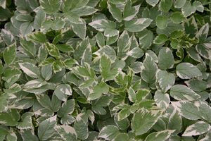 Snow on the Mountain Perennial Plant - Aegopodium - 2.5" Pot