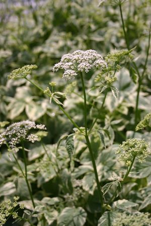 Snow on the Mountain Perennial Plant - Aegopodium - 2.5" Pot