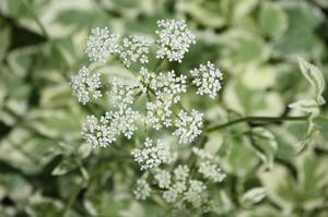Snow on the Mountain Perennial Plant - Aegopodium - 2.5" Pot