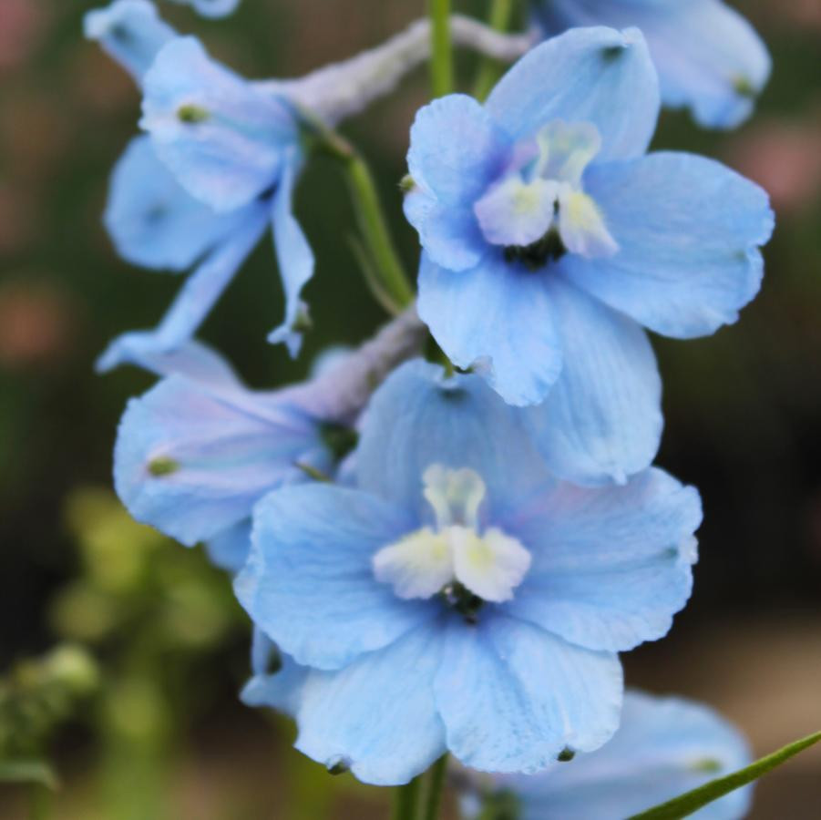 Belladonna Delphinium Perennial - Blue/Purple Blooms - 2.5" Pot