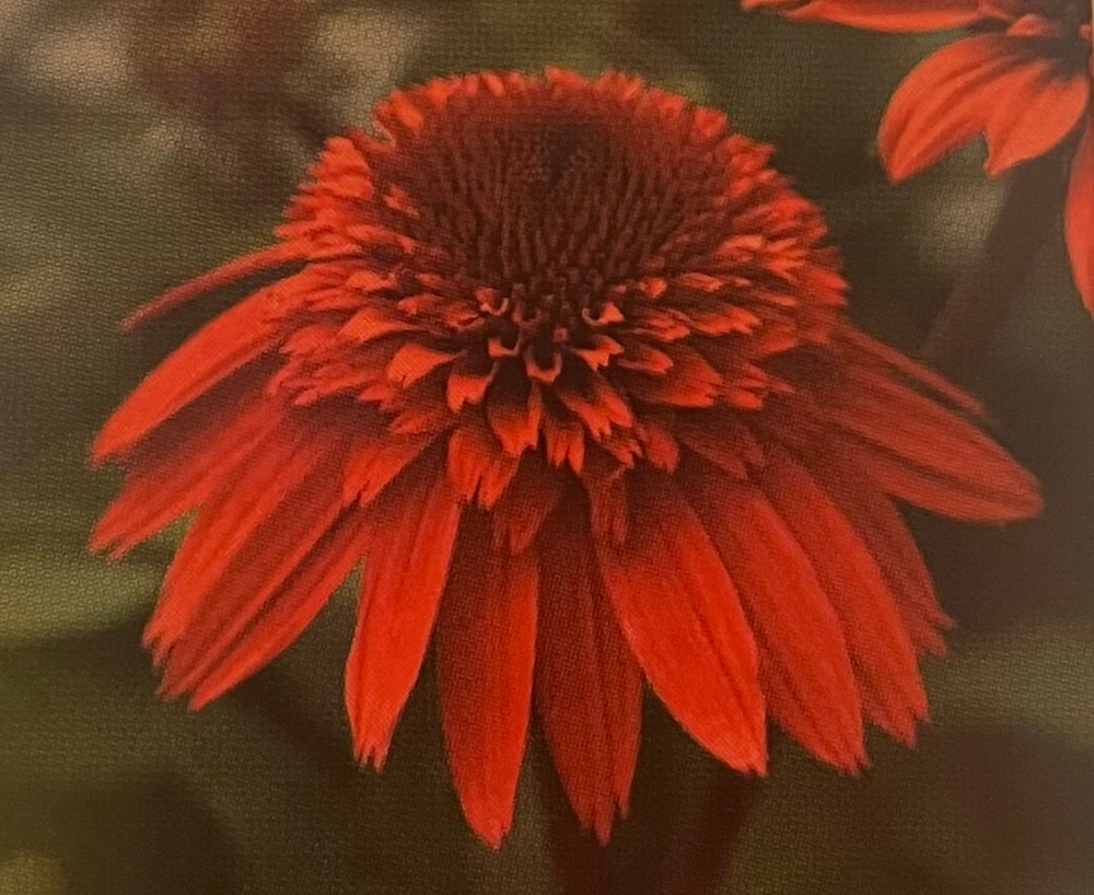 Double Scoop Strawberry Coneflower - Echinacea - Fragrant - 2.5" Pot