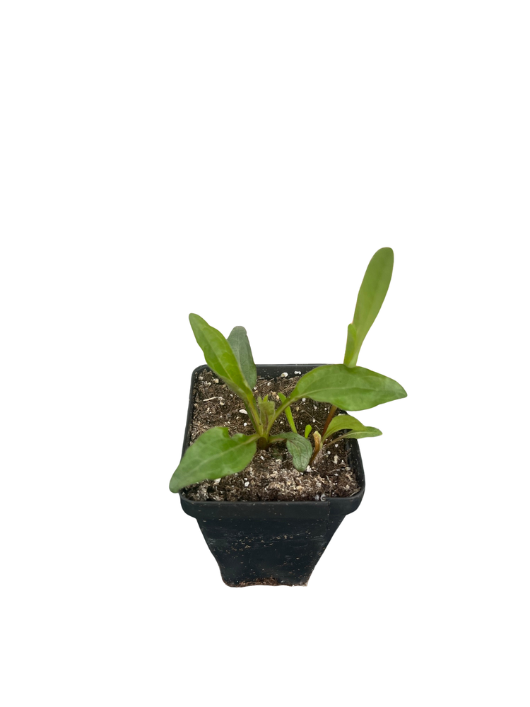 Double Scoop Strawberry Coneflower - Echinacea - Fragrant - 2.5" Pot