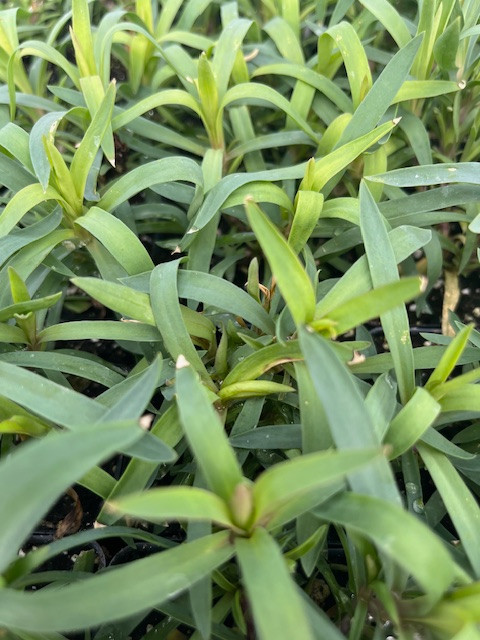 Constant Beauty™ Crush Burgundy Dianthus - 2.5" Pot