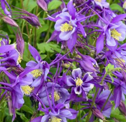 Columbine Earlybird Purple/Blue Columbine - Aquilegia - 2.5" Pot