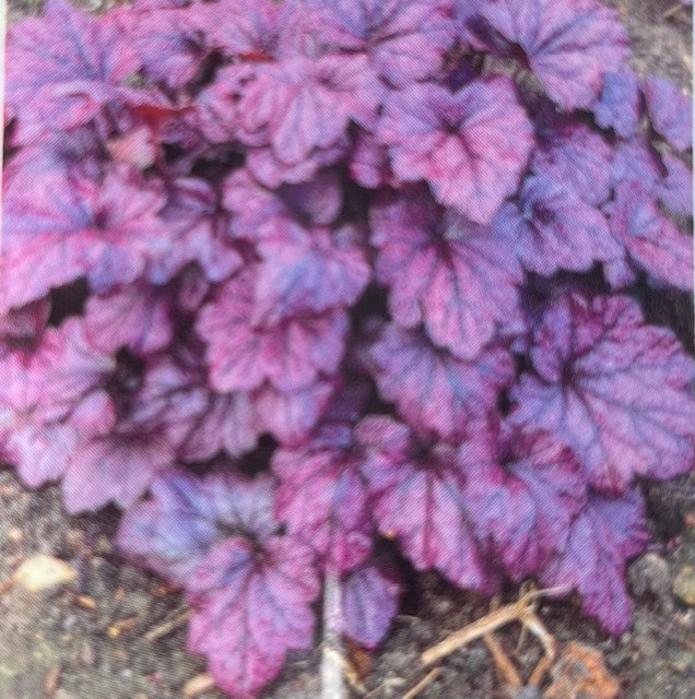 Electric Plum Coral Bells - Heuchera - Perennial - 2.5" Pot