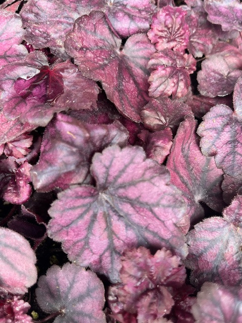 Electric Plum Coral Bells - Heuchera - Perennial - 2.5" Pot