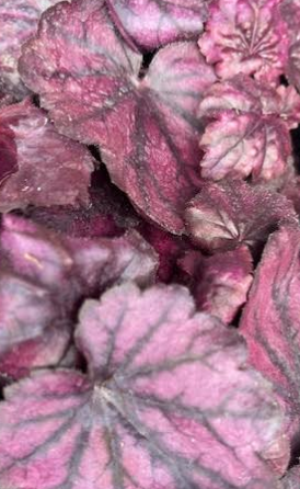 Electric Plum Coral Bells - Heuchera - Perennial - 2.5" Pot