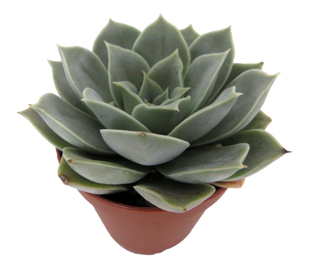 Tangilo Desert Rose Succulent - Echeveria- 2" Pot