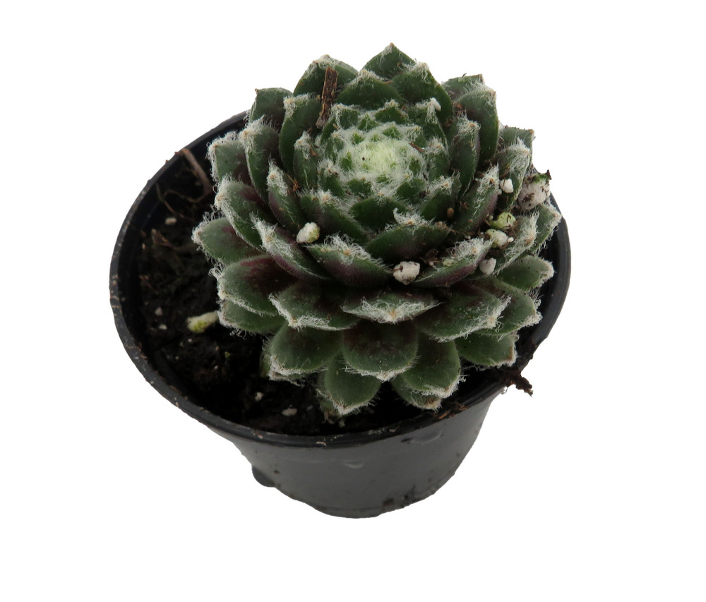 Chick Charmlettes® Nerdy Nelly - Sempervivum - 2" Pot