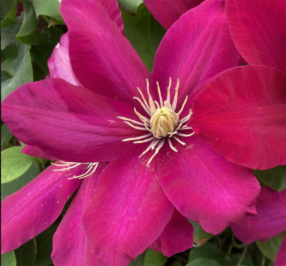 Issey Clematis Vine Perennial - 2.5" Pot