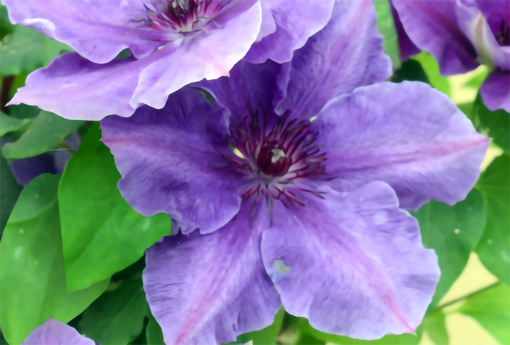 Ravel Clematis Vine Perennial - 2.5" Pot